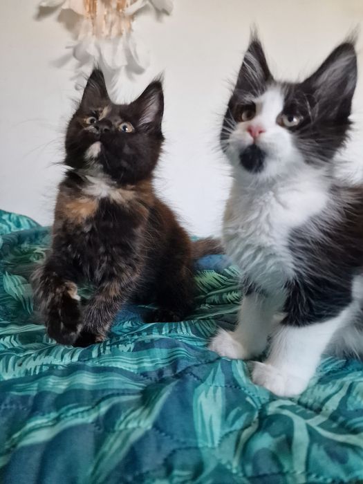 Maine Coon kotka kocięta