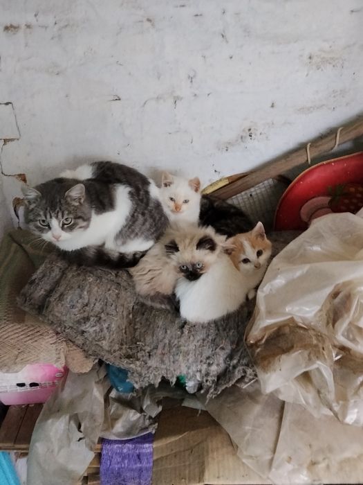 Гарні кошенята шукають нових господарів