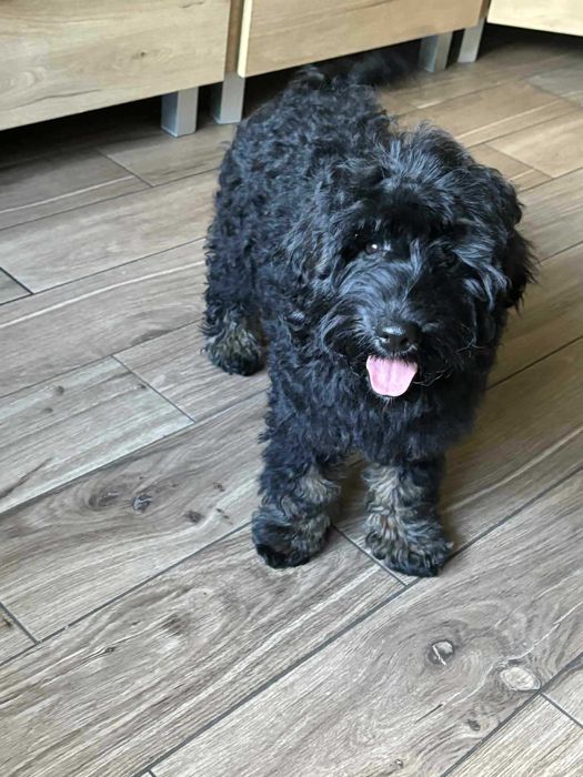Cockapoo f1b-Piesek