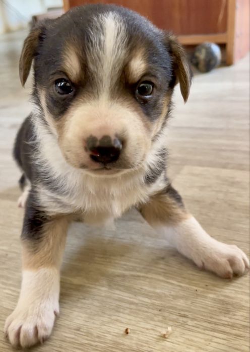 Щенки в добрые руки  (бордер- колли, фокстерьер)