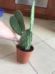 Opuncja - Opuntia kaktus