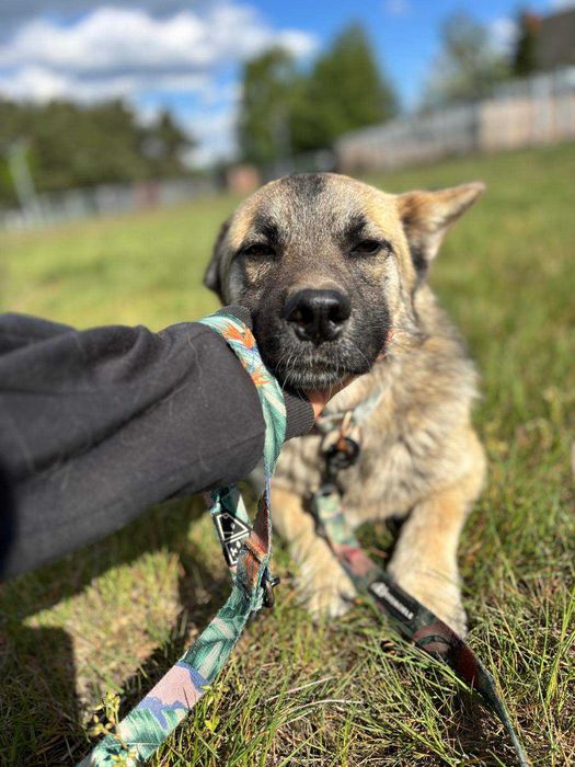 1,5 roczny psiak Corgi, nieśmiały, odnajduje się w towarzystwie psów