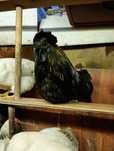Kogut ayam cemani 1.5 roku
