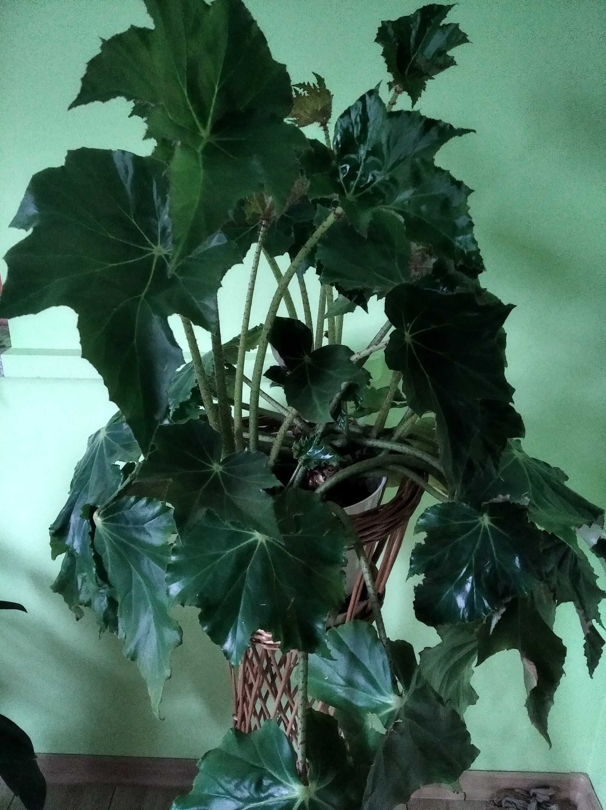 Zestaw begonia rącznikolistna, Begonia i amarylis, kalia anginka