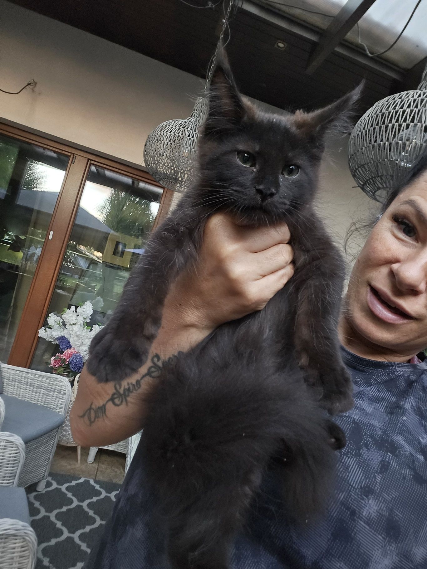 Mainecoon Kocurek czarny ze srebrem Felis Polonia