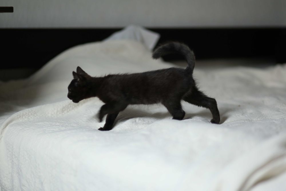 Котик, кошеня, кіт