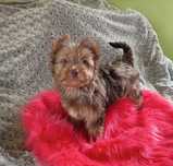 Piesek Choco Merle Yorkshire Terrier - czekoladowy - niebieskie oczy