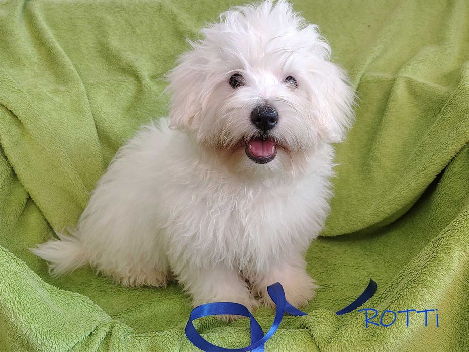 SAMIEC ROTTI rasa Coton De Tulear biały szczenię ZHPR UCI Kraków