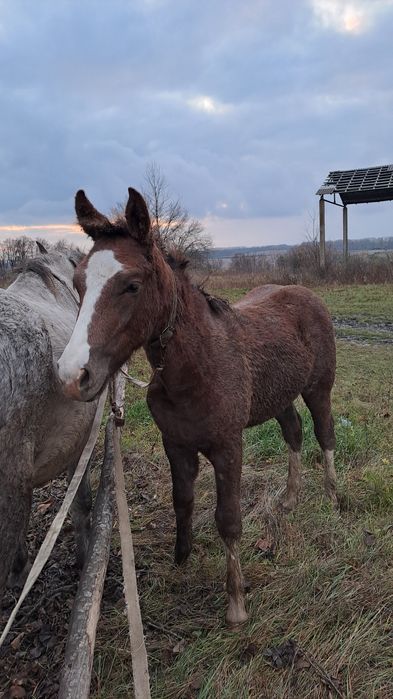 Продається лошиця...7 місяців...ціна договірна