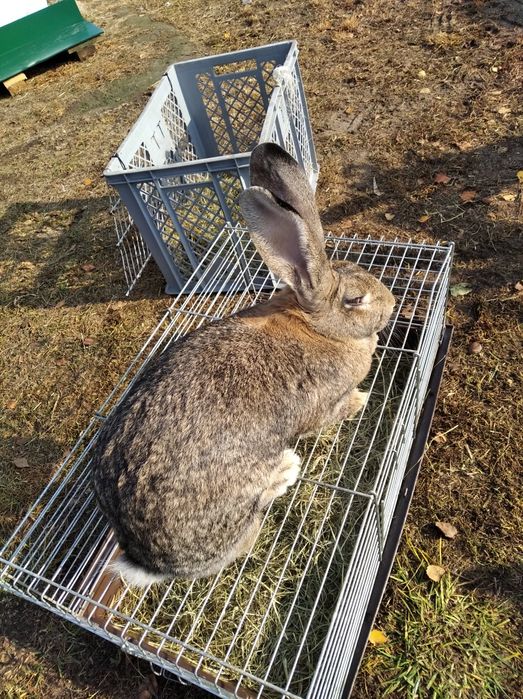 Sprzedam samicę dużą młodą..