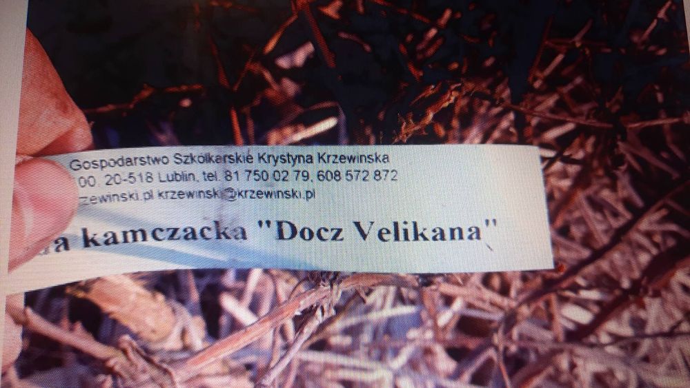 Жимолость їстівна саджанці