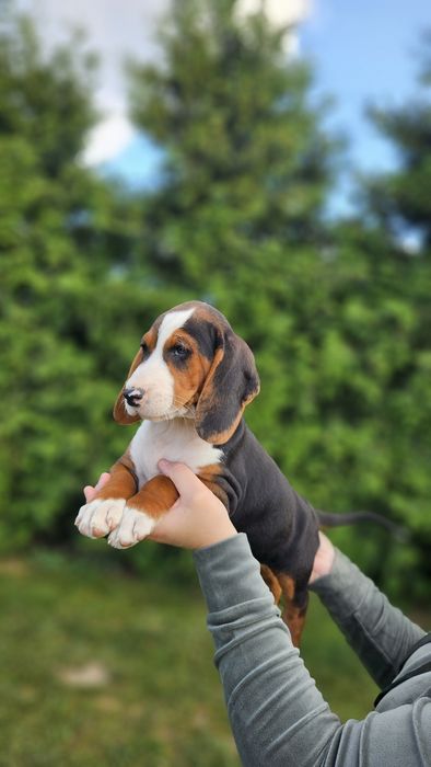 Gończy Serbski Trójkolorowy (posokowiec  Gończy Polski) szczeniaki