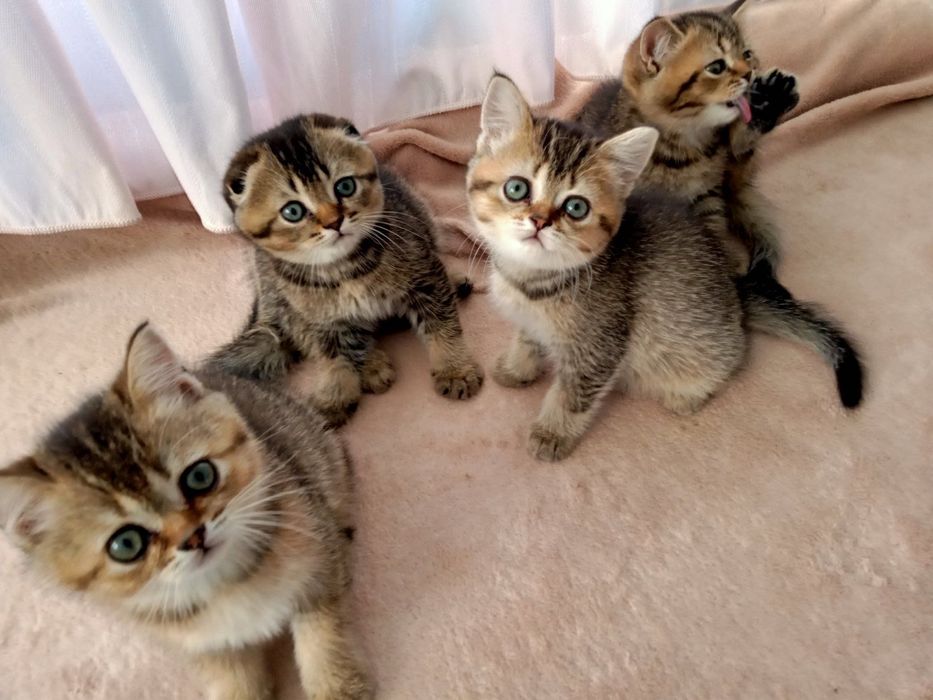 Кошенята шукають родину