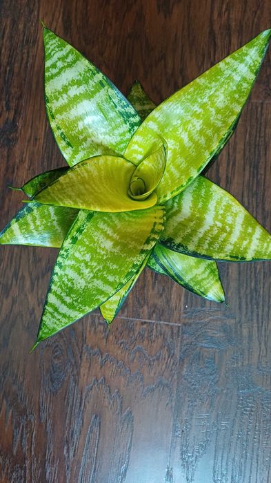 Сансевієрія  санса хані маргіната, Люсіль, філіпін голд домашня