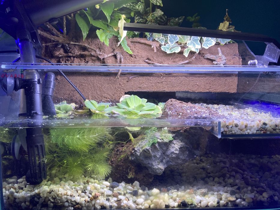 Paludarium 30l w pełni wyposażene