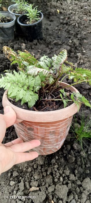 Папоротник...Кочедыжник ниппонский