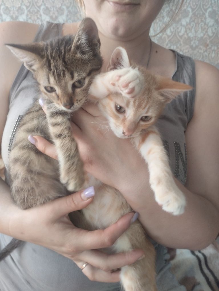 Котики (безкоштовно)