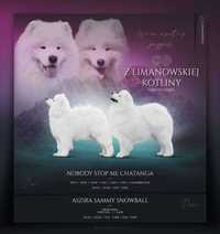 Samoyed ZKwP/FCI   Juz są !