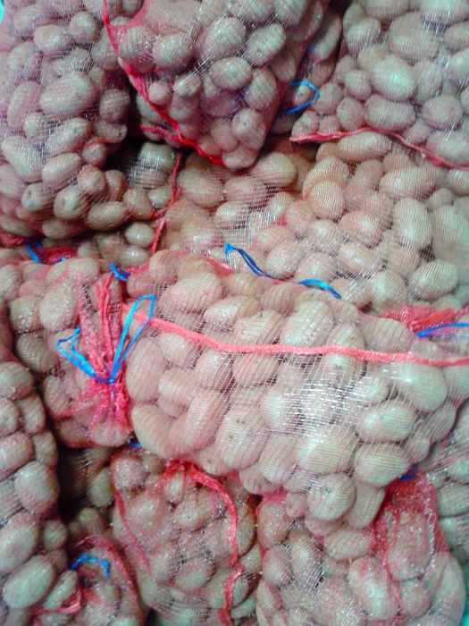 Batata roxa nova para consumo - Nacional