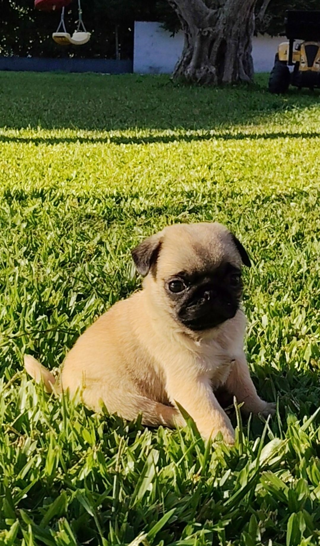 Pug Carlin com Lop