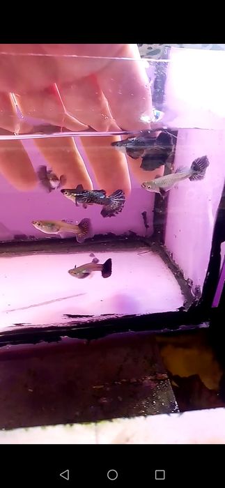 Rasowy gupik Blue dumbo half moon snakeskin