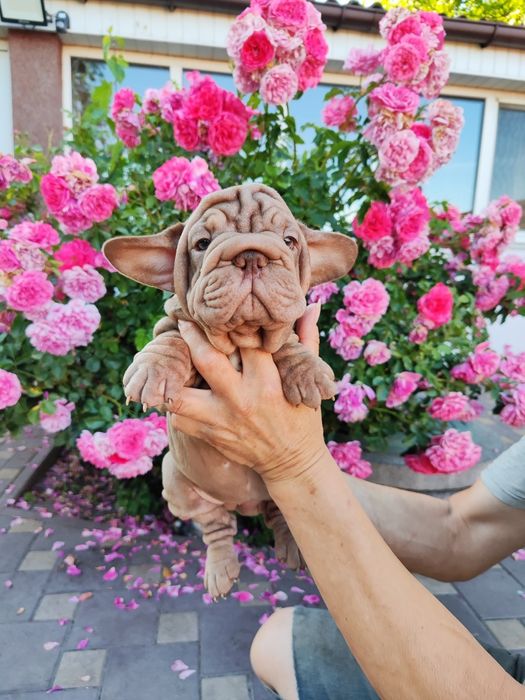 Дівчинка Биг Роп Вельвет Изабела Роджо.