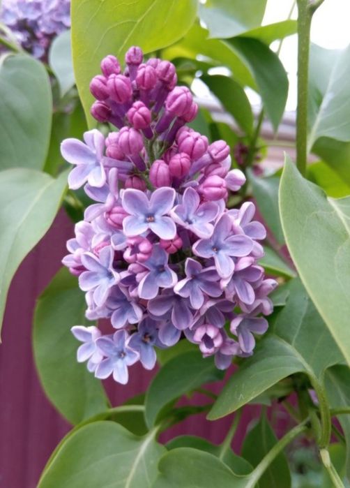 Сирень бузок саженцы сирени