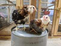 Araukana, araucana, zielone jajka.