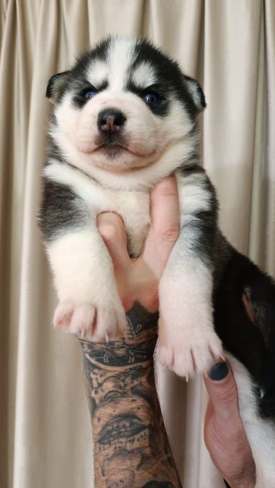 Малючків маю гарних