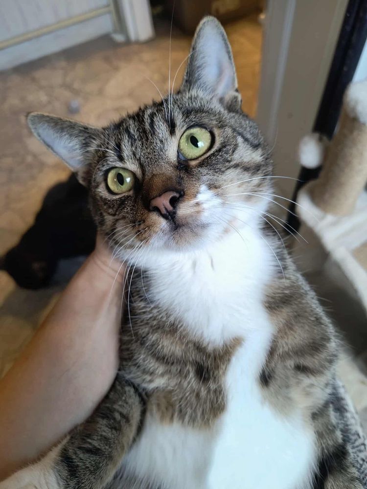 Koci dwupak do adopcji