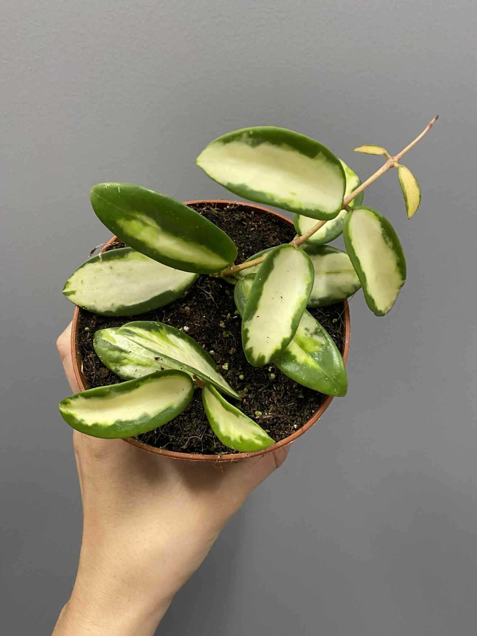 Hoya Verticillata variegata Hoja