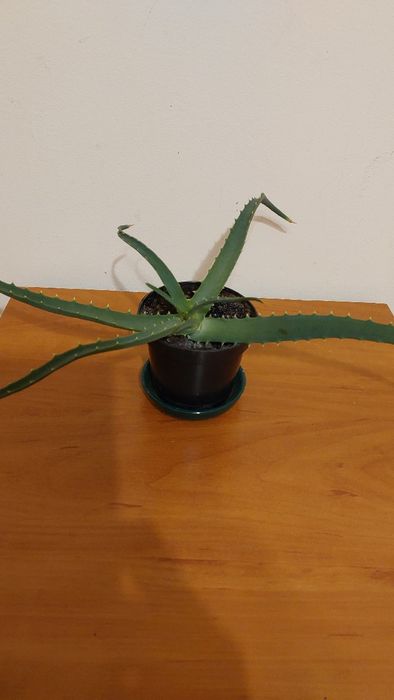 Aloes drzewiasty
