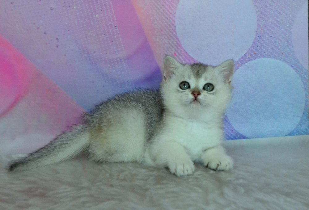 Срібляста шиншилла