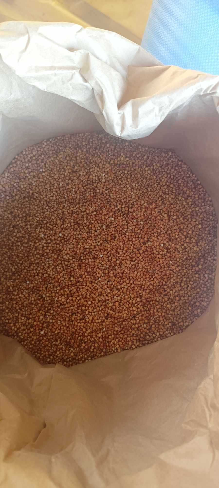 Sorgo czerwone czyste
