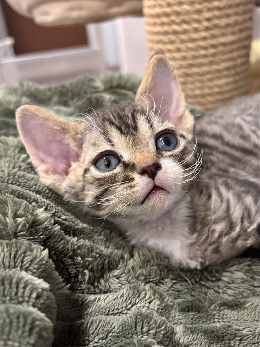 Pregowany devon rex z bielą