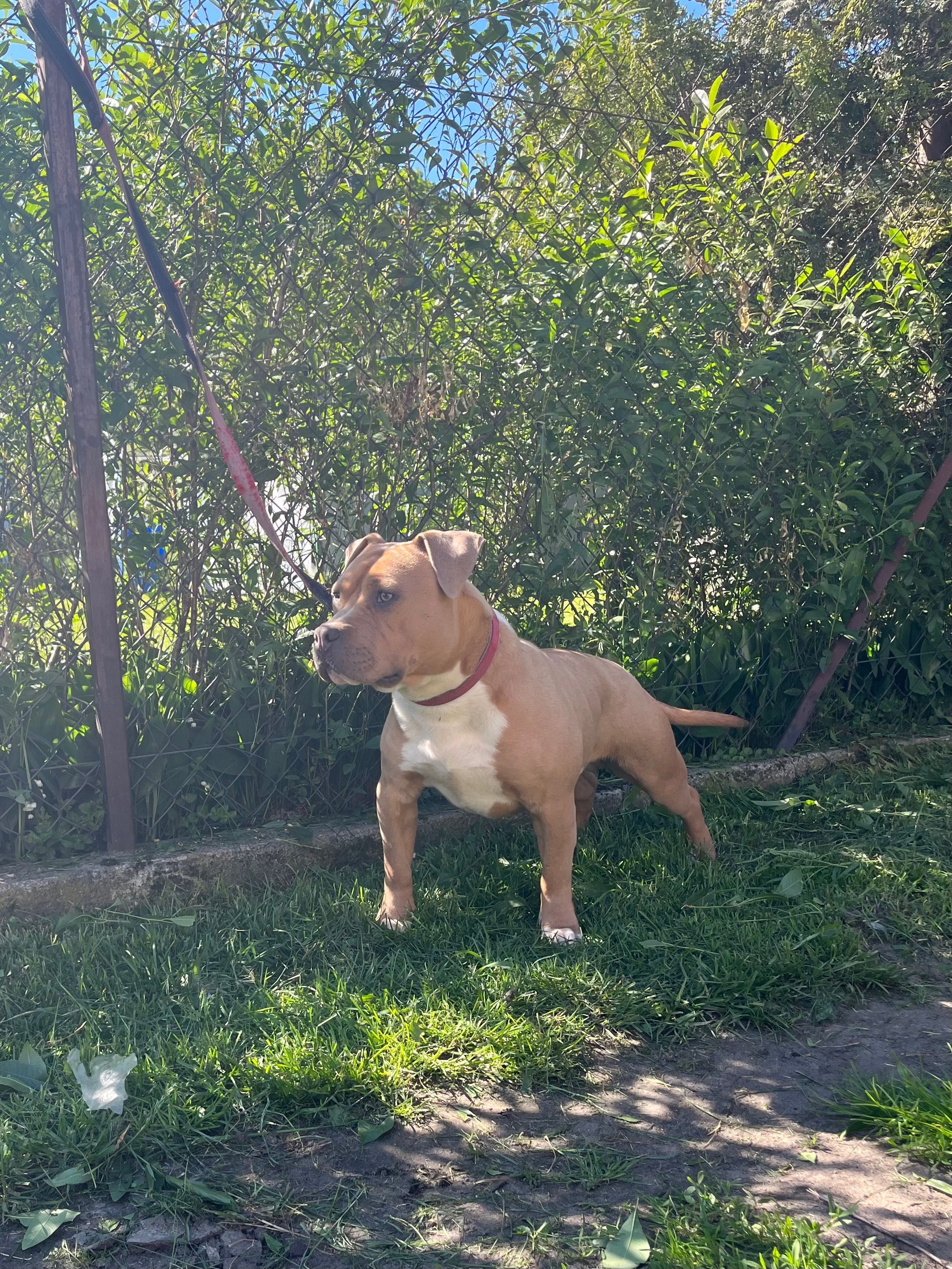 Amstaff American Staffordshire Terrier