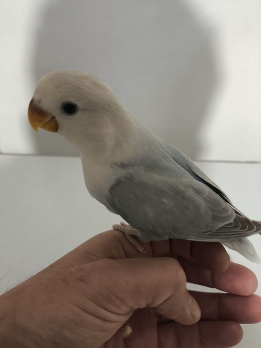 Rosicollers criados a mão