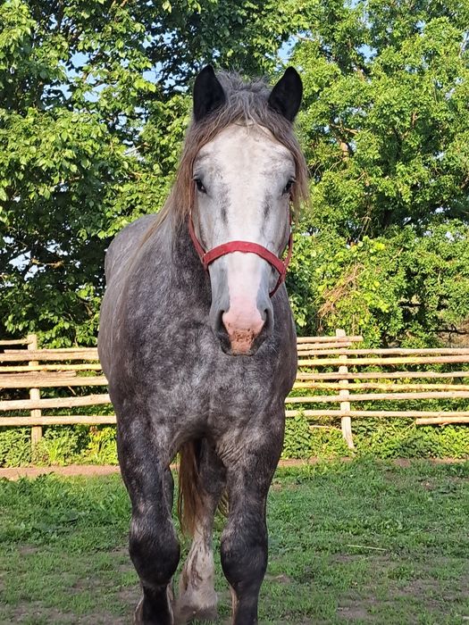 Sprzedam ogiera szpaka