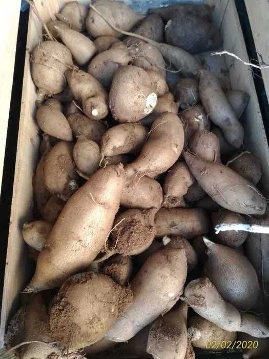 Batata Yacon fruto ideal para diabéticos