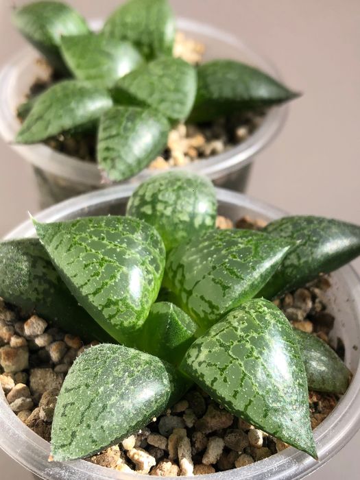 Хавортія Haworthia Comptoniana