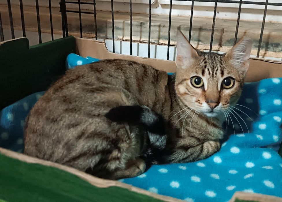 Gatinha para adoção, 4 meses.