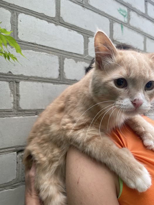 Кот котенок подросток рыжий персиковый с белым