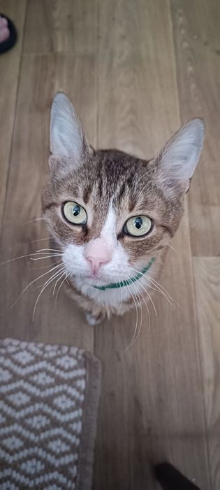 Зник котик, район Комарова