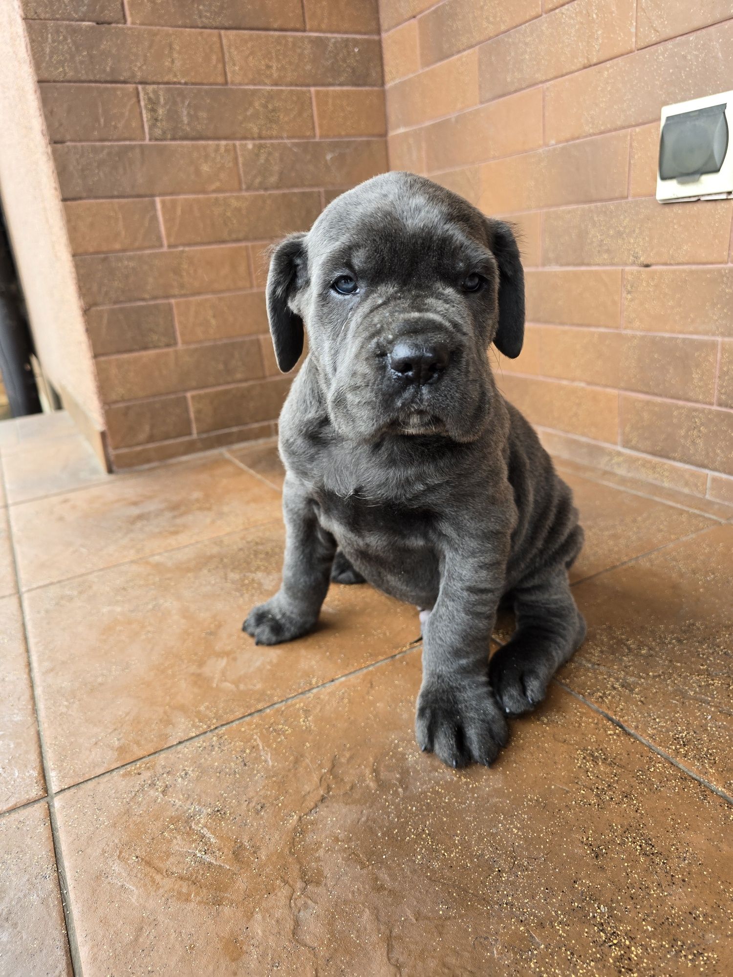 Cane Corso Italiano szczeniak