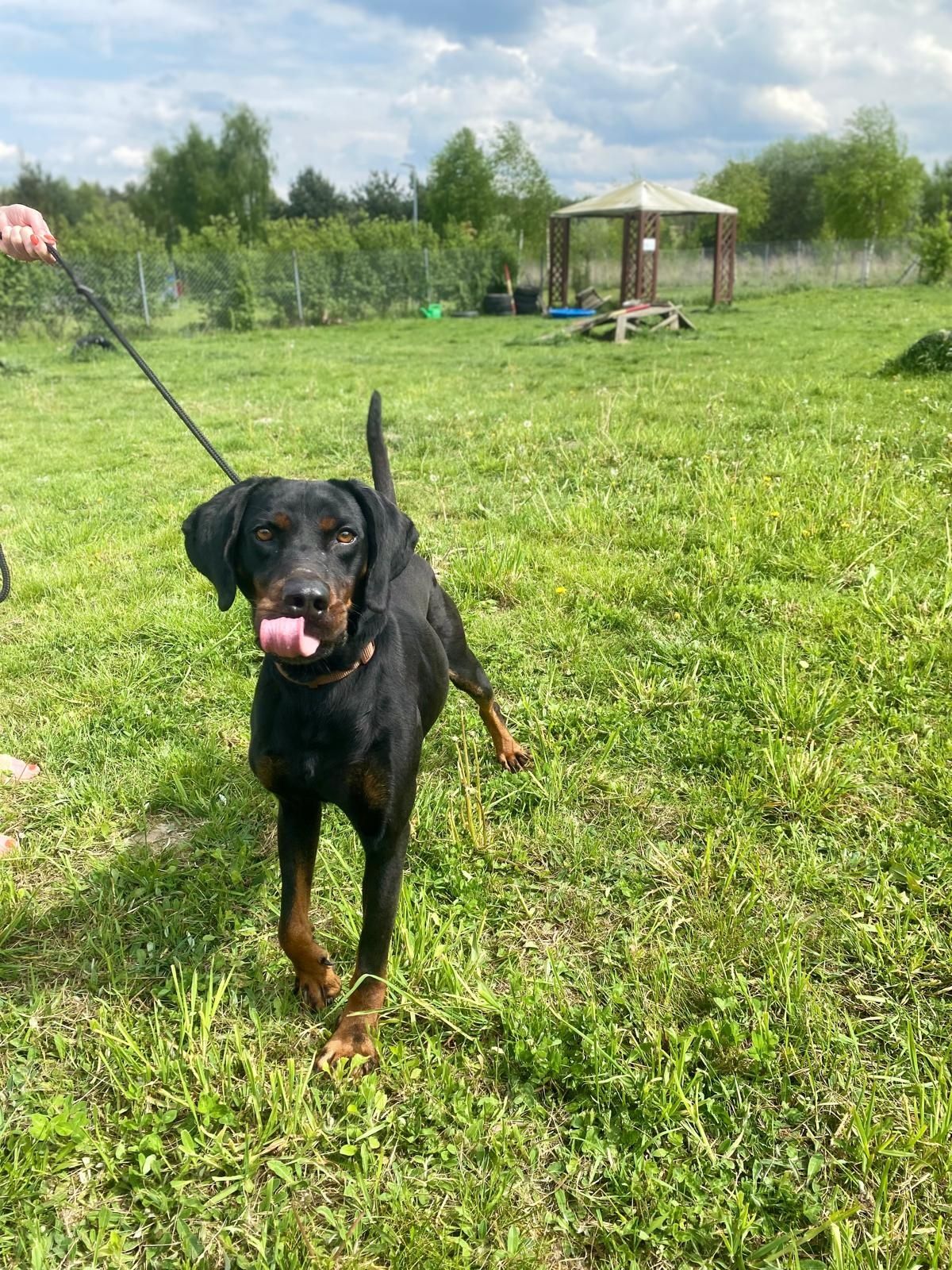 Hektor gończy polski do adopcji! Albo dom tymczasowy