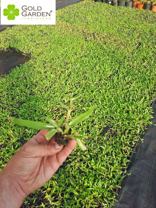 Relva Brasileira em tabuleiro!