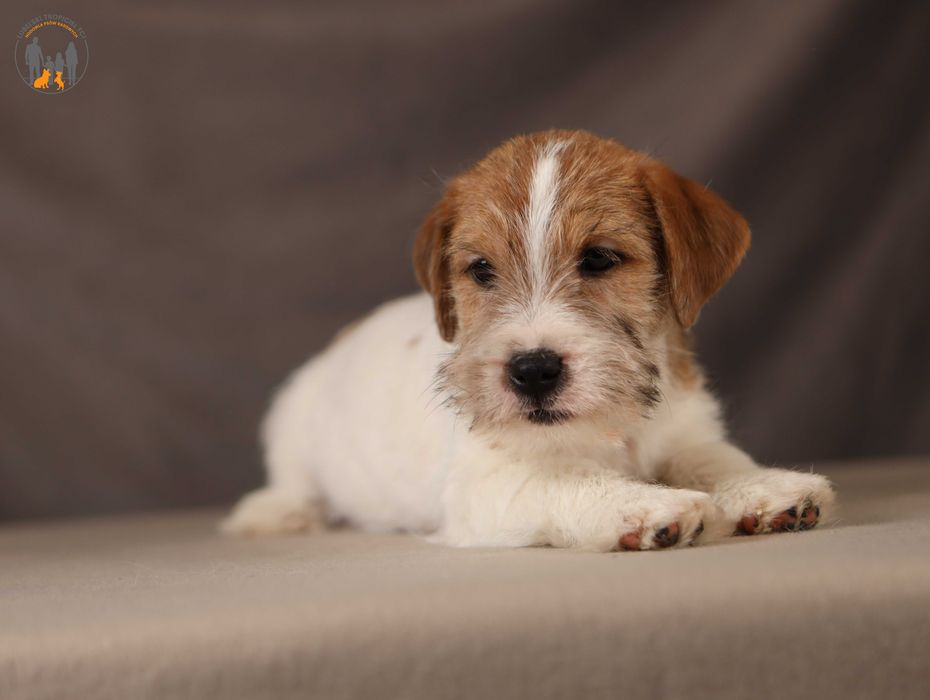Jack Russell Terrier ZKwP  piesek po CH.PL