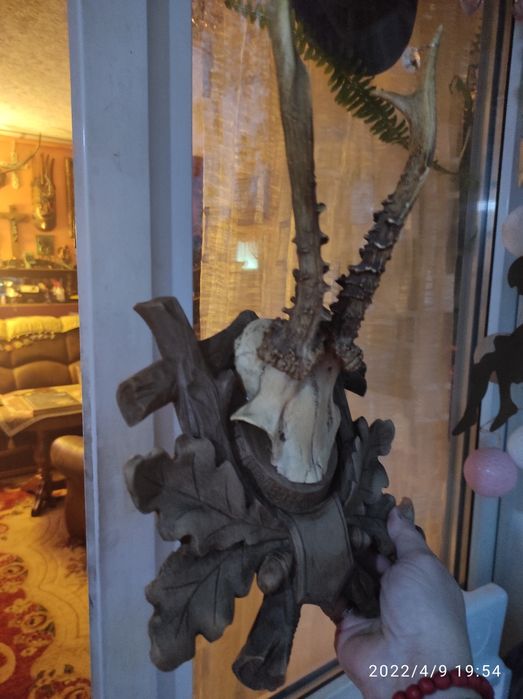 trofeum myśliwskie poroże jelenia / kozla na podstawie drewnianej