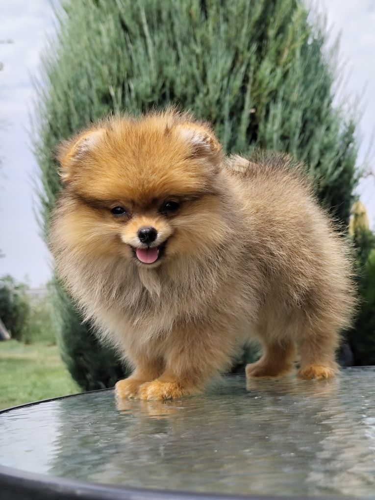 Рудий ведмедик хлопчик