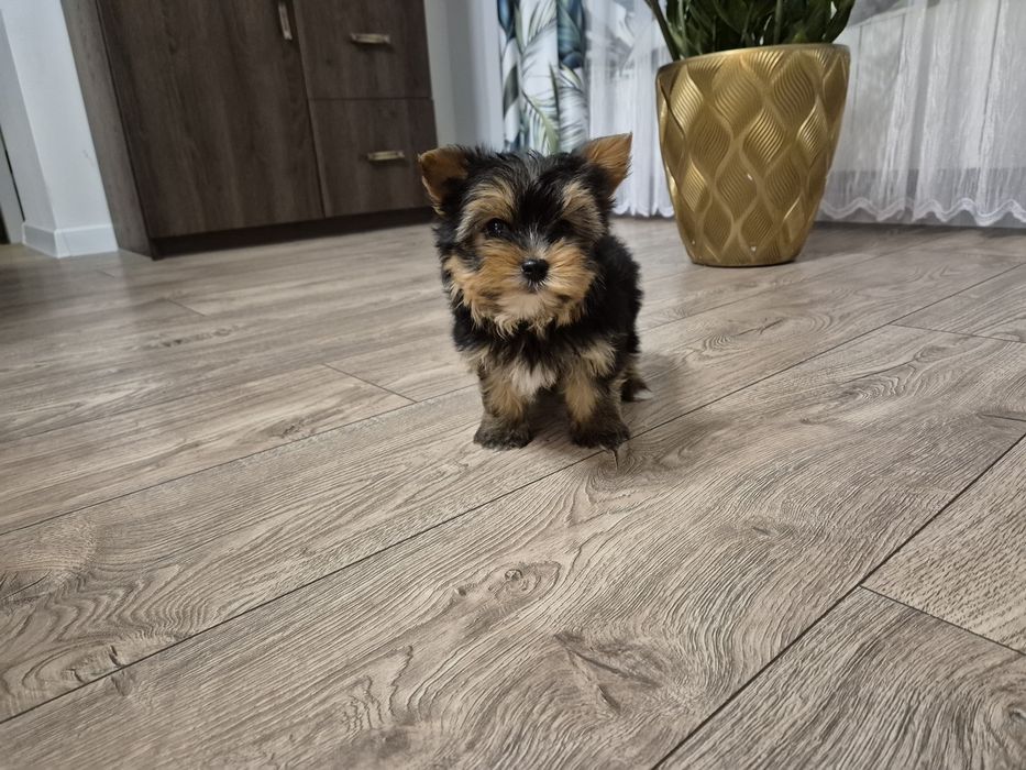 York piesek dwumiesięczny